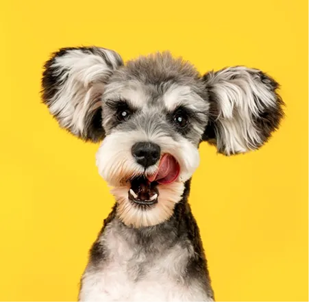 Aмбасадори WAUDOG