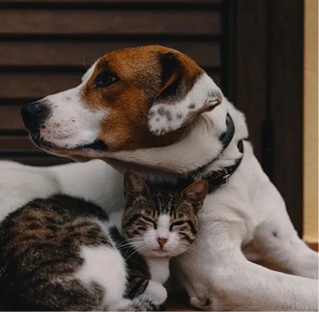 Aмбасадори WAUDOG