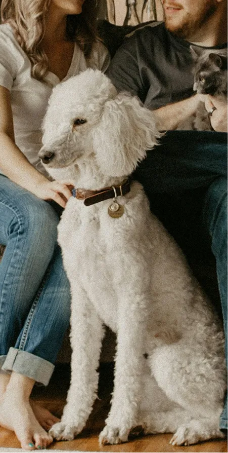 Aмбасадори WAUDOG