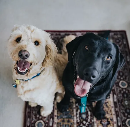 Aмбасадори WAUDOG