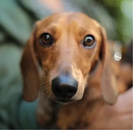 Aмбасадори WAUDOG