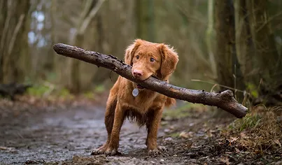 Особливості тренувань специфіки порід