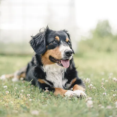 Іграшки для песиків