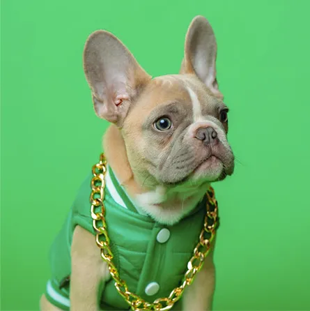  Одяг для песиків